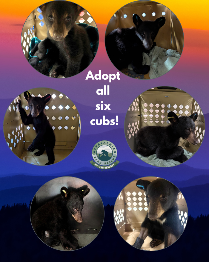 Adopt a Cub