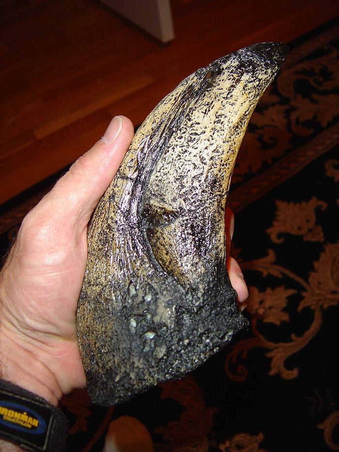 T-Rex - Tyrannosaurus Rex Toe Claw Dinosaur Fossil Replica - Giant 9" - Great Dinosaur Gift! - dinosaursrocksuperstore