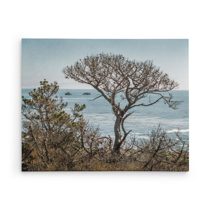 Windblown Tree