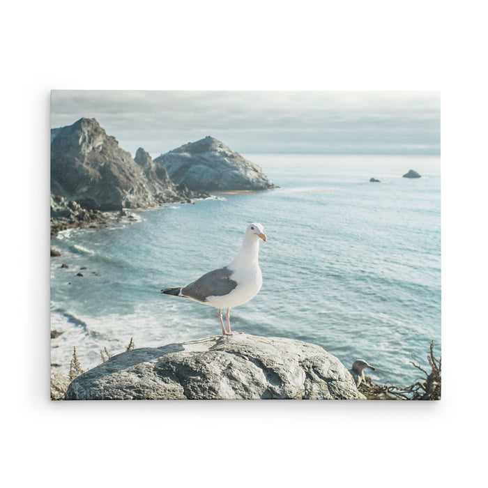 Bird on a Rock