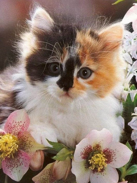 5D DIY Gorgeous Cat Design Diamond Painting