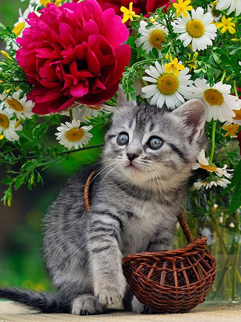 5D DIY Gorgeous Cat Design Diamond Painting