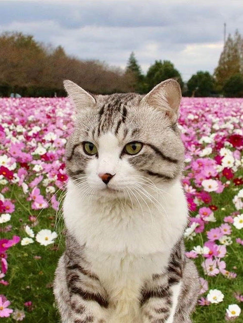 5D DIY Gorgeous Cat Design Diamond Painting
