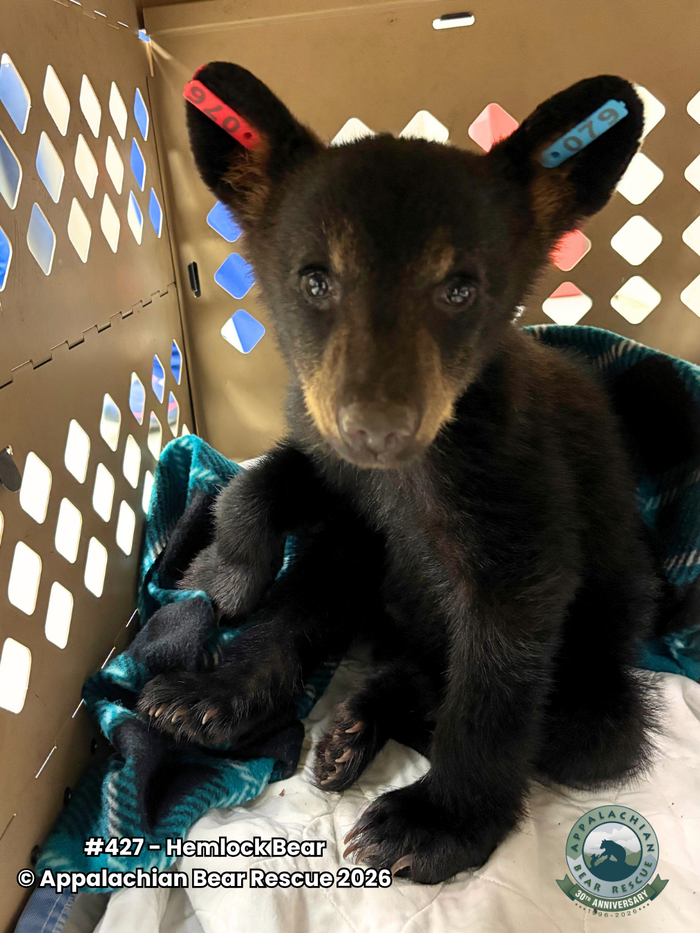 Adopt a Cub