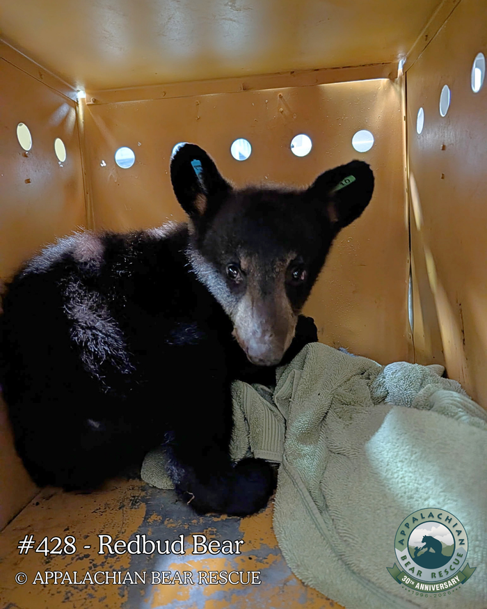 Adopt a Cub