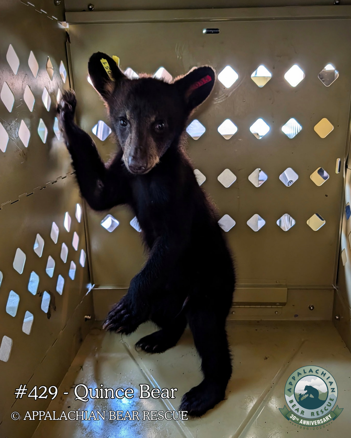 Adopt a Cub