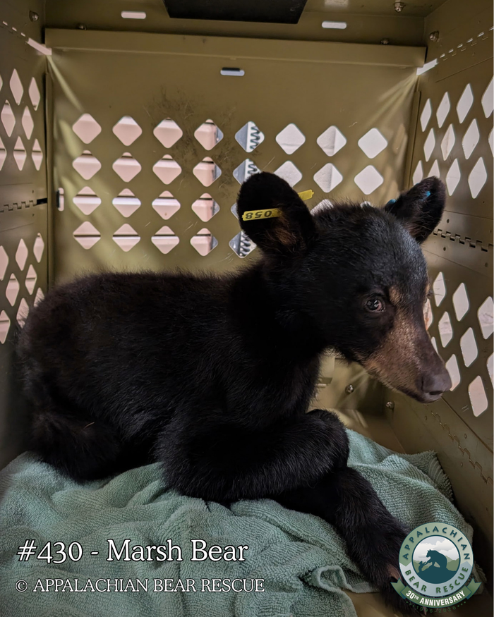 Adopt a Cub