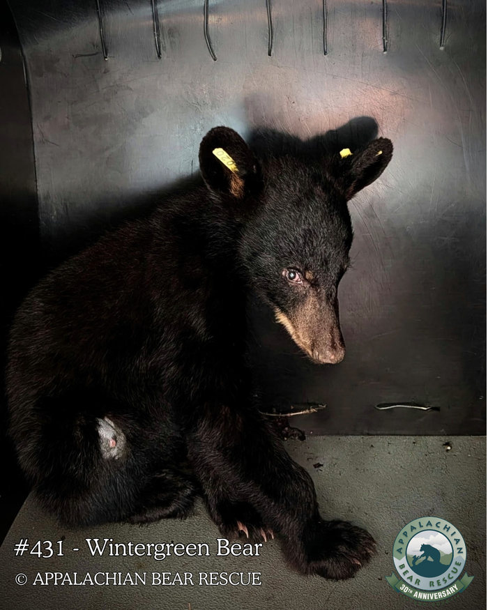 Adopt a Cub