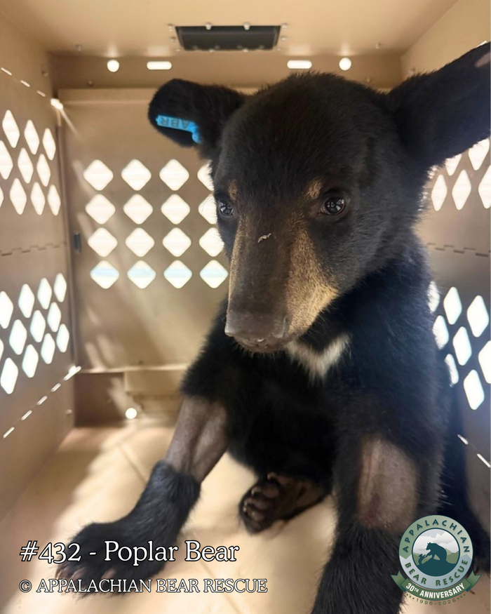 Adopt a Cub