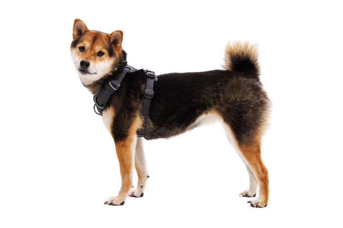 Dog in Front Range Harness in Basalt Gray (042)