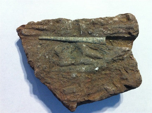 Genuine Orthoceras Sea Squid Fossil in Matrix - dinosaursrocksuperstore