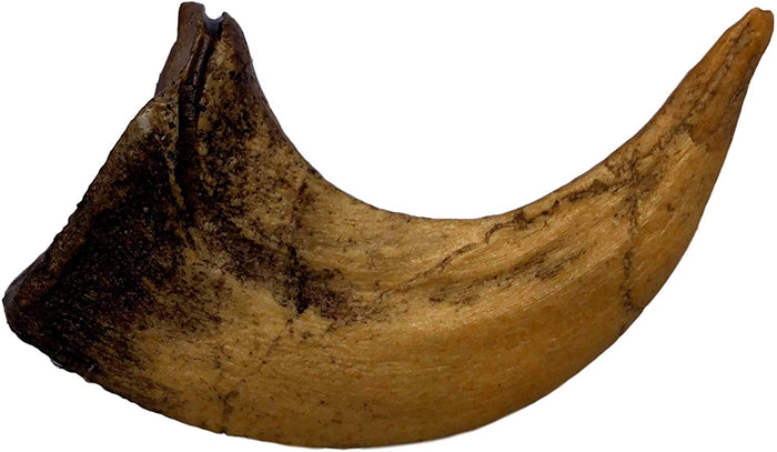 Velociraptor Claw Replica - Museum Quality - Fossil Dinosaur Specimen Reproduction - dinosaursrocksuperstore