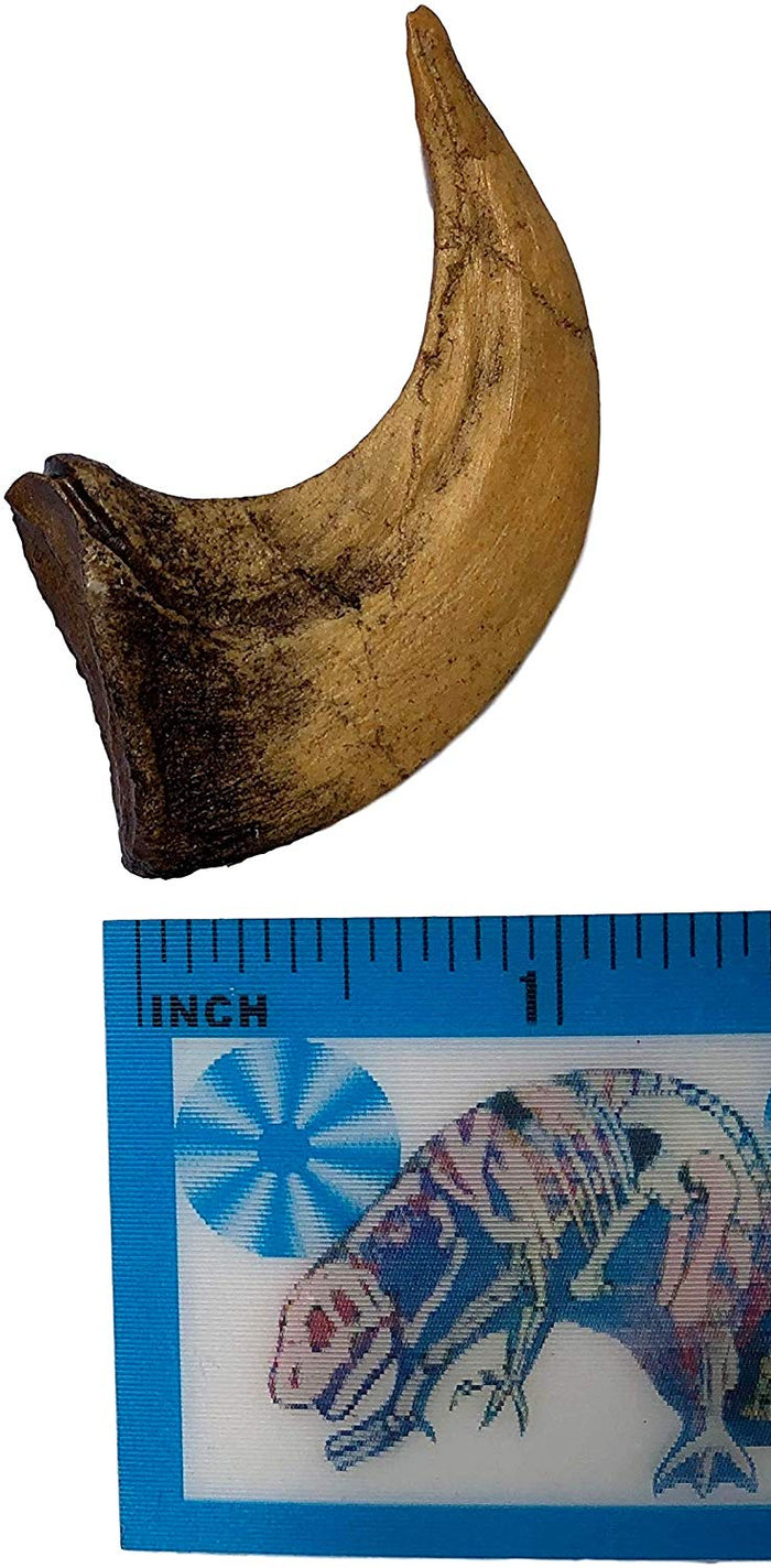 Velociraptor Claw Replica - Museum Quality - Fossil Dinosaur Specimen Reproduction - dinosaursrocksuperstore