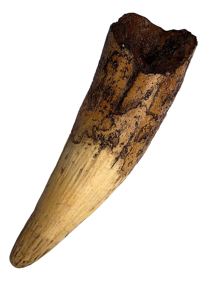 Spinosaurus Dinosaur Tooth Replica - 6.5" - Museum Quality Cast Fossil Specimen - dinosaursrocksuperstore