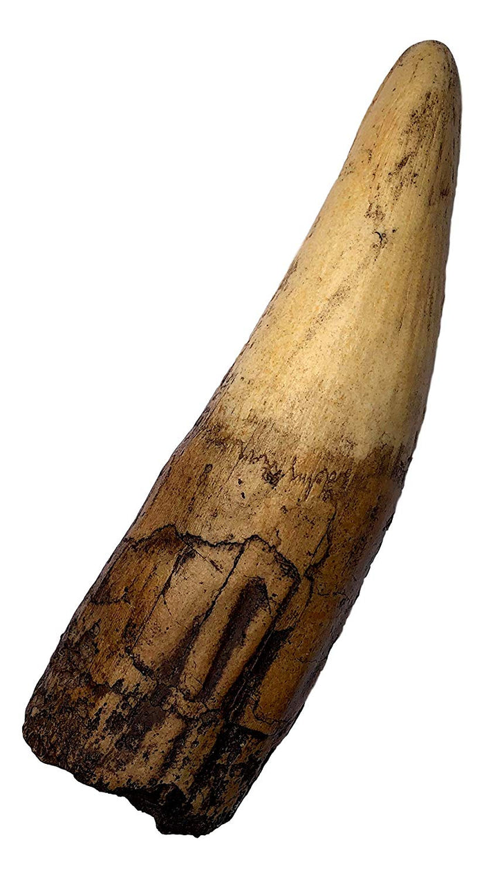 Spinosaurus Dinosaur Tooth Replica - 6.5" - Museum Quality Cast Fossil Specimen - dinosaursrocksuperstore