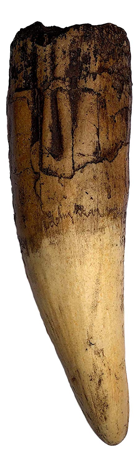 Spinosaurus Dinosaur Tooth Replica - 6.5" - Museum Quality Cast Fossil Specimen - dinosaursrocksuperstore