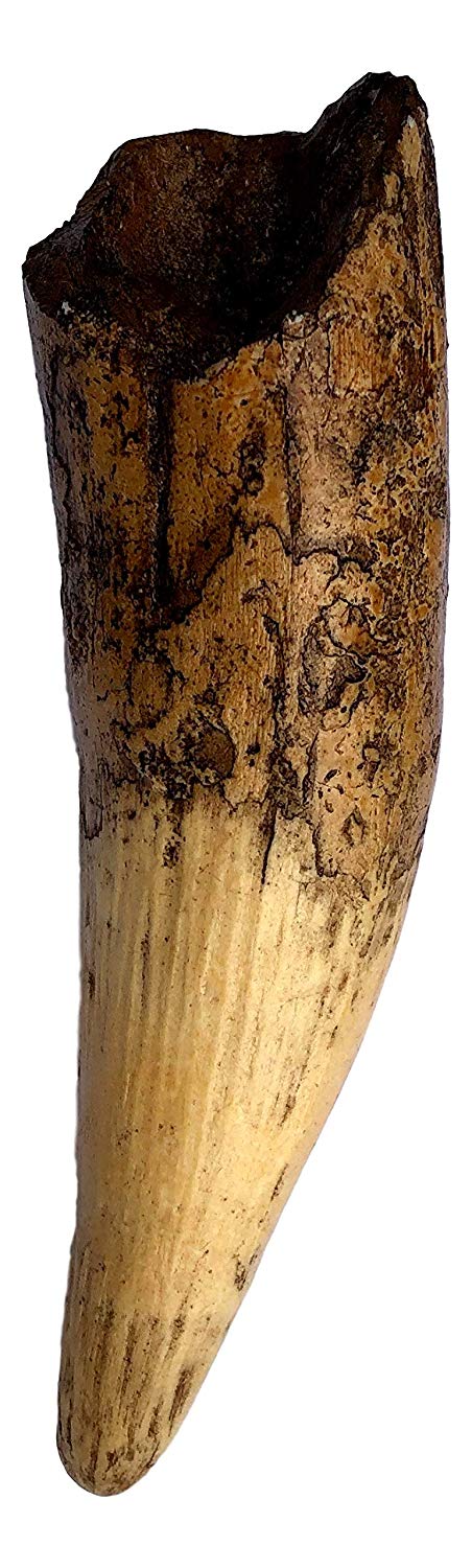 Spinosaurus Dinosaur Tooth Replica - 6.5" - Museum Quality Cast Fossil Specimen - dinosaursrocksuperstore