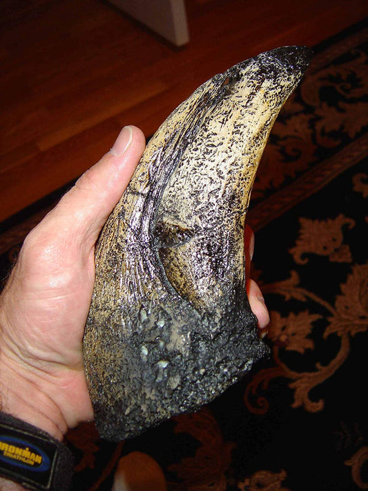 T-Rex - Tyrannosaurus Rex Toe Claw Dinosaur Fossil Replica - Giant 9" - Great Dinosaur Gift! - dinosaursrocksuperstore